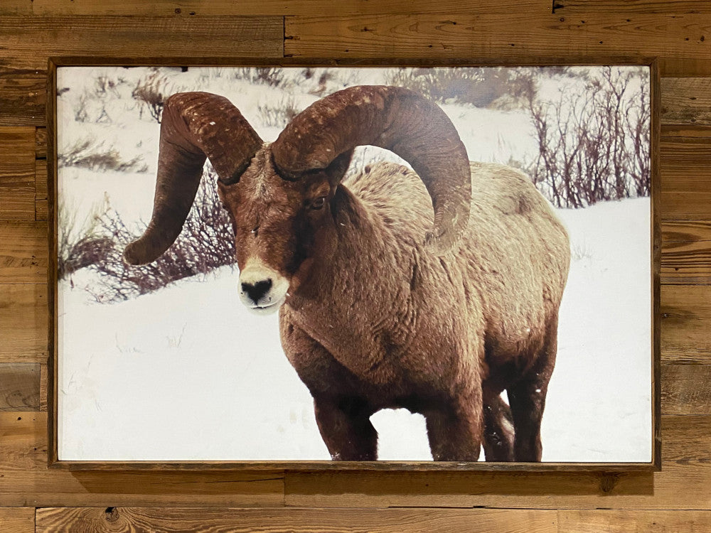 Canvas artwork of a ram in snow
