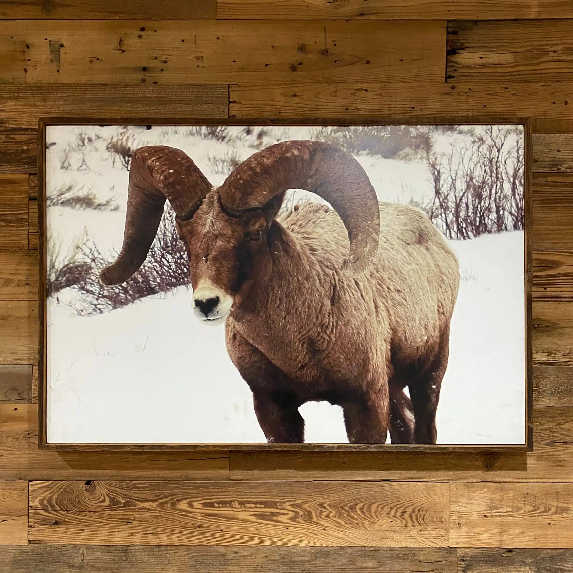 Bighorn Sheep Artwork Canvas Print Framed in Reclaimed Barnwood (Jacks ...