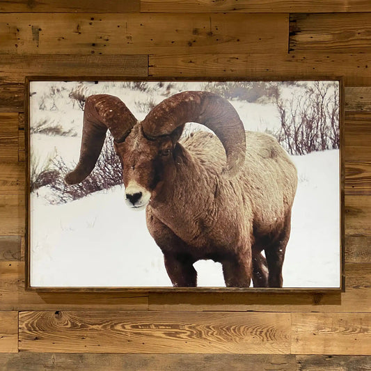 photo of a bighorn sheep in the snow. Photo is wrapped in reclaimed barnwood wood. Shown straight on.