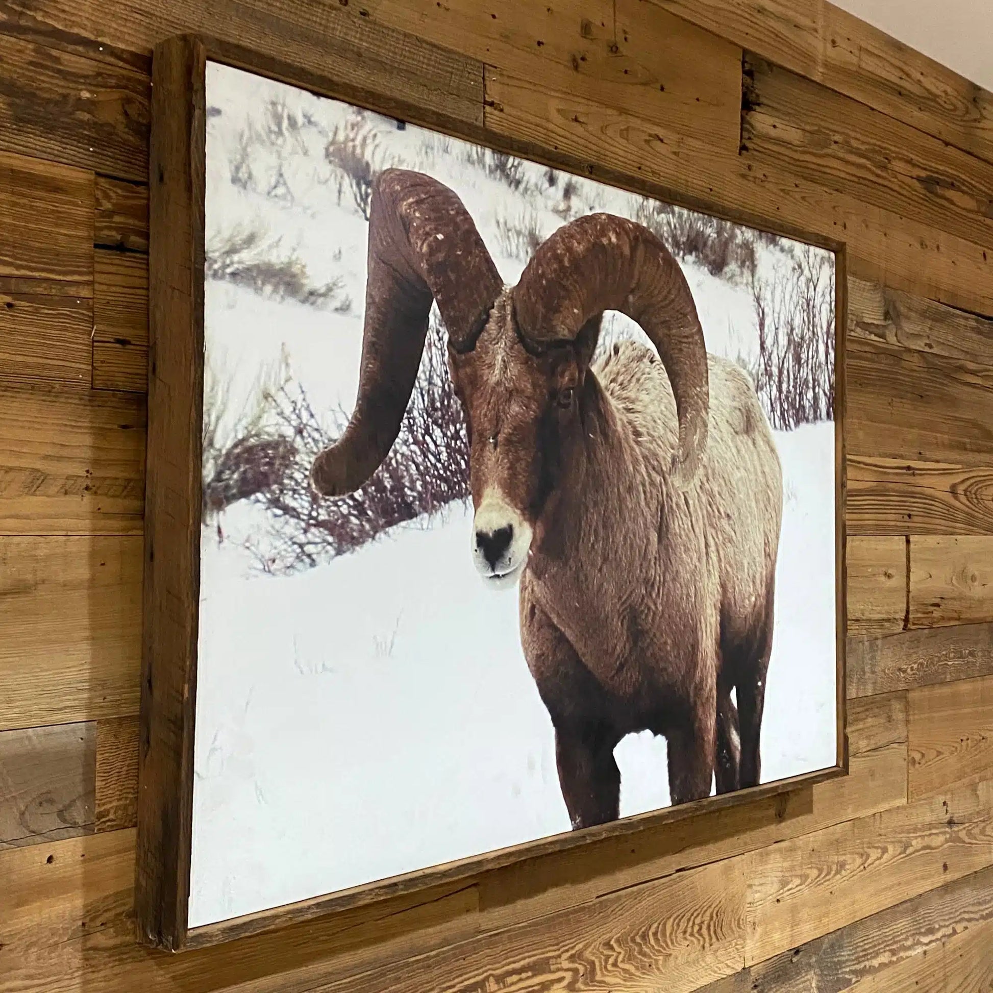 photo of a bighorn sheep in the snow. Photo is wrapped in reclaimed barnwood wood with distressing. Shown from the side.