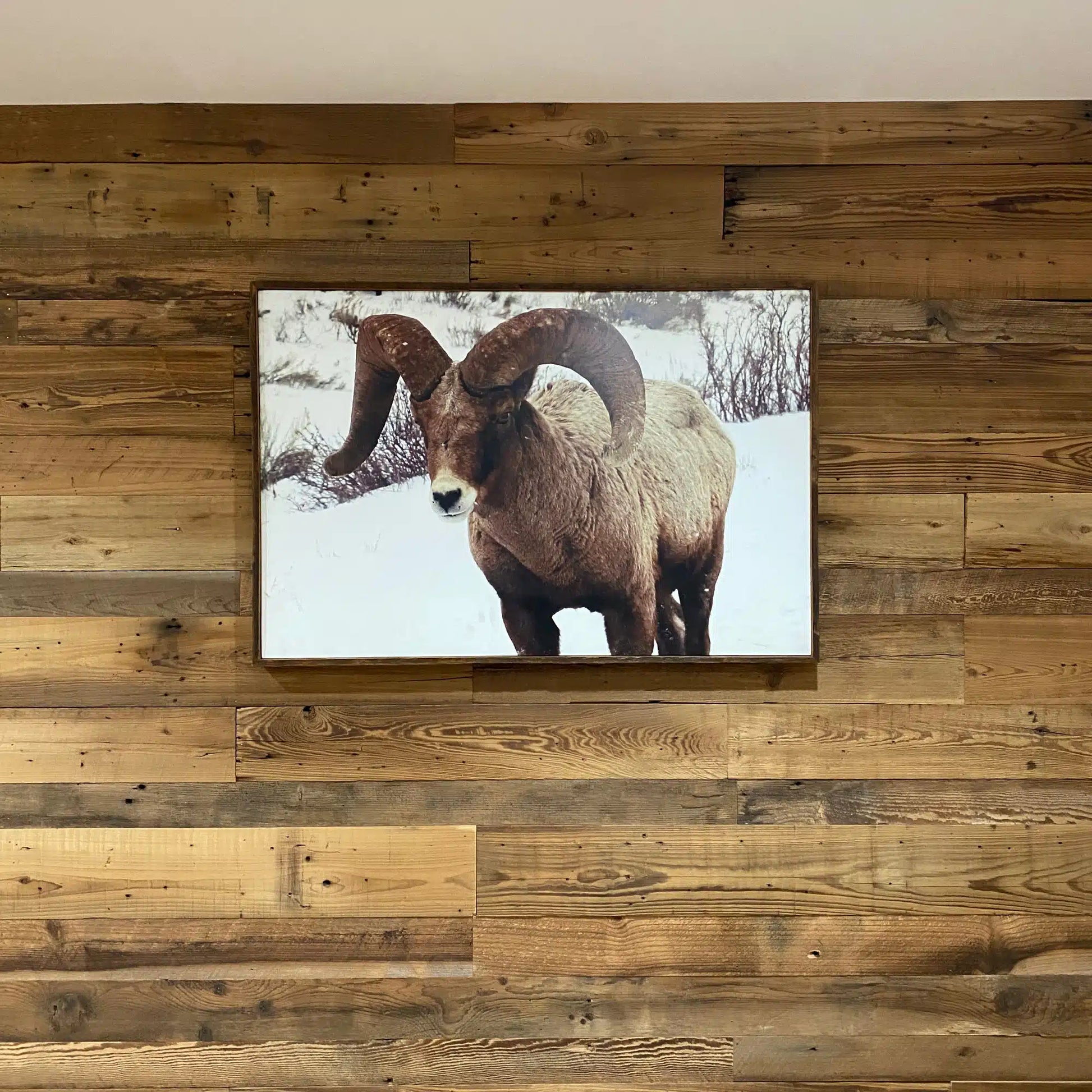 photo of a bighorn sheep in the snow. Photo is wrapped in reclaimed barnwood wood. Shown straight on.
