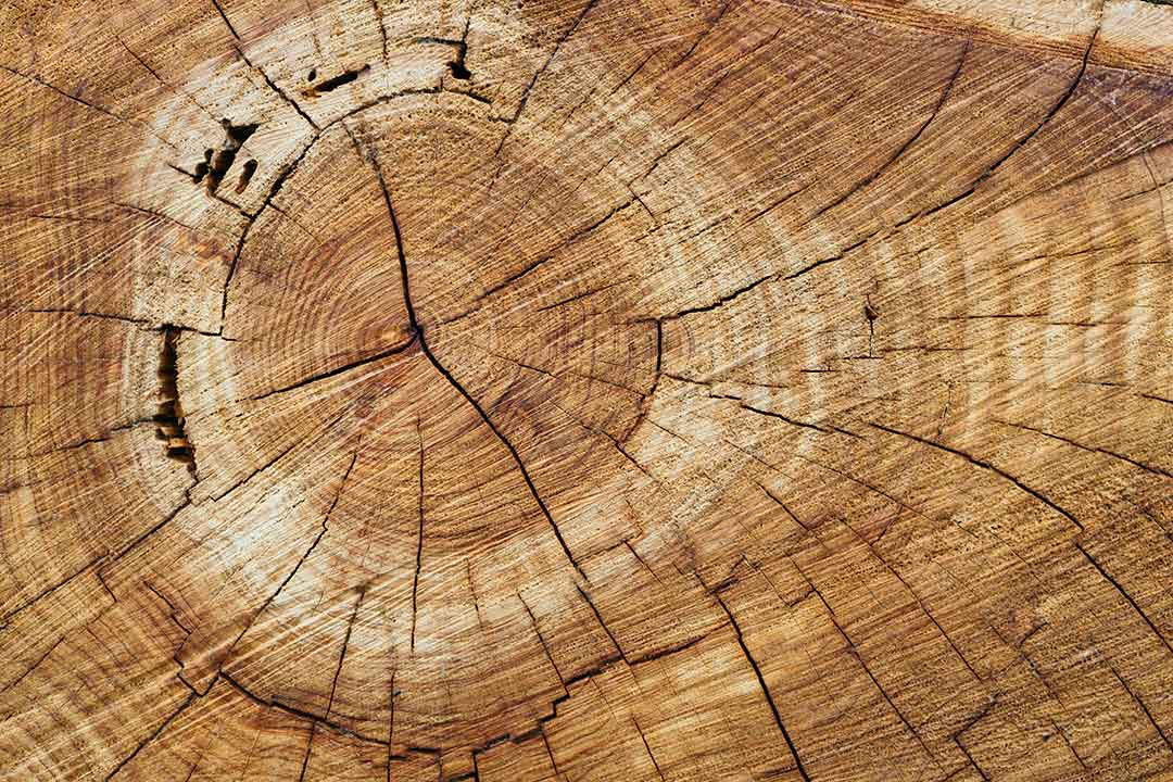 Wood knot close  up